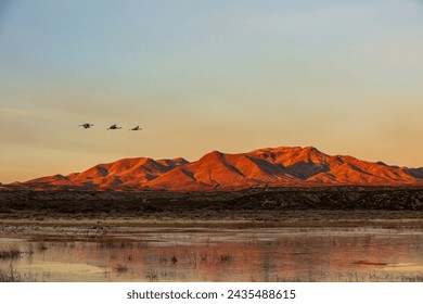Sunrise at Bosque del Apache