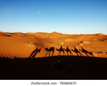 Sunrise Camel Trek