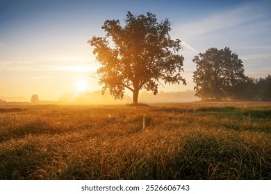 Sunrise casts warm light over a misty rural field featuring a solitary tree in the foreground. Dew glistens on the grass under a clear sky with scattered clouds. - Powered by Shutterstock