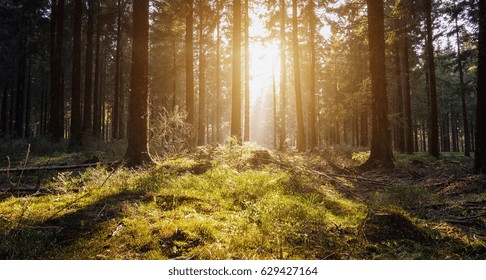 Sunrise Deep In The Woods