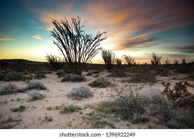 Sunrise in the desert. Colorful sky with an ocotillo in the foreground.