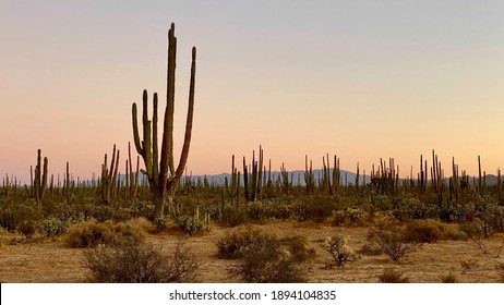 Sunrise In The Desert Of Mexico