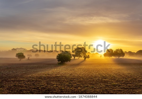 Sunrise with fog in a field with carob\
trees in the interior of the island of Mallorca,\
Spain