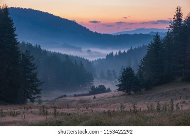 sunrise fog in the forest