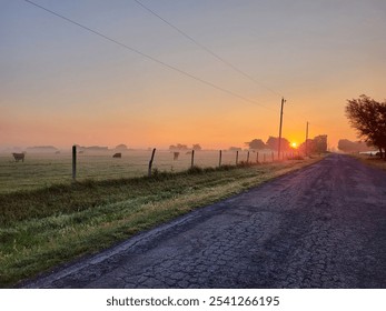 sunrise. fog over farmland. cattle. cows in a pasture. misty morning countryside - Powered by Shutterstock