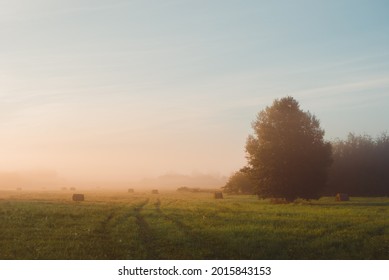 Sunrise in a foggy field, lonely three