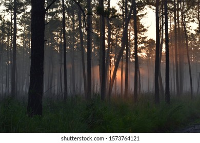 Sunrise and foggy in the forest