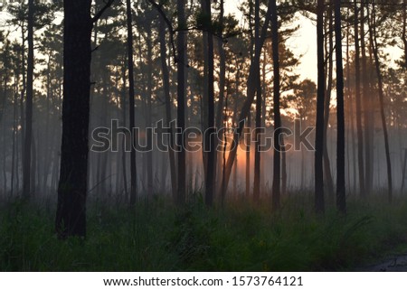 Sunrise and foggy in the forest