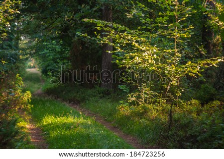 Similar – Foto Bild Nebliger Wald mit einem Licht in der Ferne, Zermatt, Schweiz