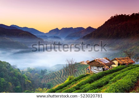 Sunrise and foggy mountain view of tea plantation at Doi Ang Khang, Chiang Mai, Thailand.