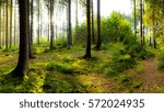 Sunrise in the forest
