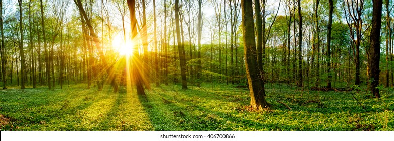 Sunrise In The Forest
