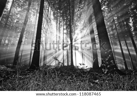 sunrise in a forest