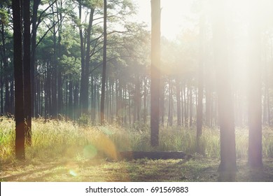 Sunrise In The Forest With Light And Flare.  Tavel Background, Fresh Natural.