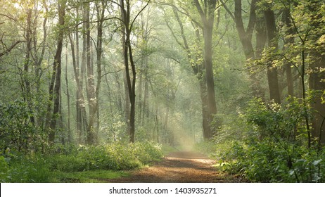 Sunrise In The Forest Like A Fairytail