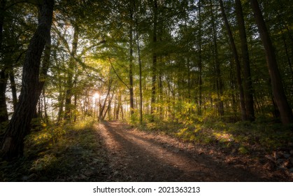 Sunrise in forest Poland, Europe
