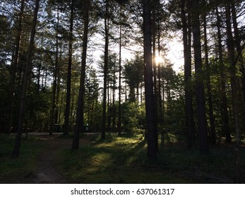 Sunrise In A Forest In Suffolk, UK