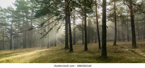 Sunrise in the forest, sun rays penetrating the trees. Nature photography in the natural park, Peguerinos, Avila, Castilla y Leon, Spain.