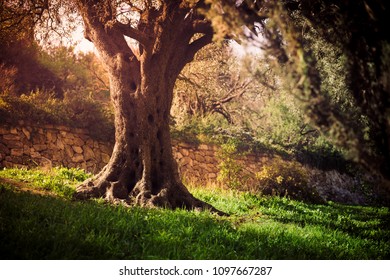 Sunrise In Gethsemane