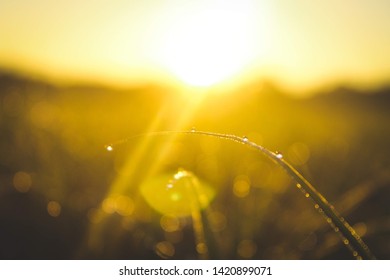 Sunrise Gleaming Through The Dew Covered Blades Of Grass In A Field