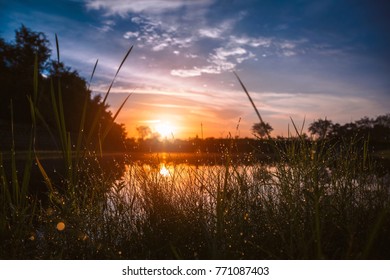 Sunrise and grass close to a lake in Florida. - Shutterstock ID 771087403