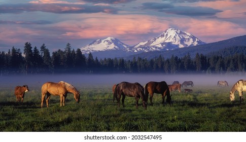 Sunrise with horses on a foggy Black Butte Ranch meadow with the Three Sisters mountains in the background near Sisters Oregon - Shutterstock ID 2032547495