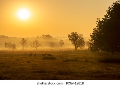 Sunrise At Kanha National Park