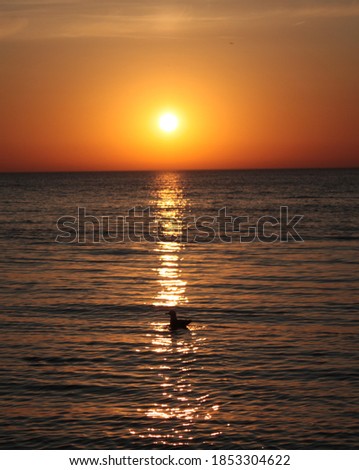 Sun-Rise at Lake Michigan, Chicago Il. Duck swimming is a bonus.