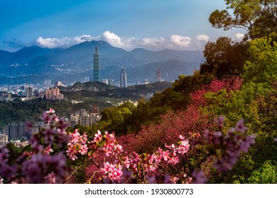 Sunrise Landscape Of Beautiful Cherry Blossom With Taipei Cityscape In Spring, Taiwan