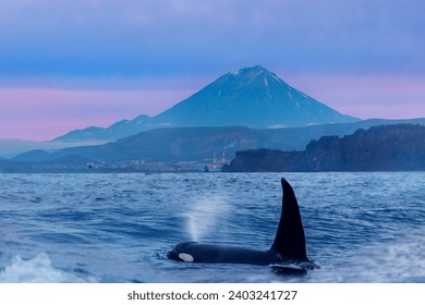 Sunrise landscape Petropavlovsk Kamchatsky and Koryaksky Volcano with killer whale. Concept Travel photo Kamchatka Peninsula Russia. - Powered by Shutterstock