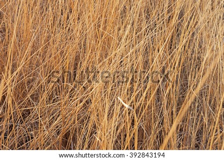 Similar – Beach grass at the Baltic Sea beach