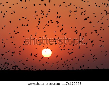 Sunrise light and silhouettes of starlings (Sturnus vulgaris) 