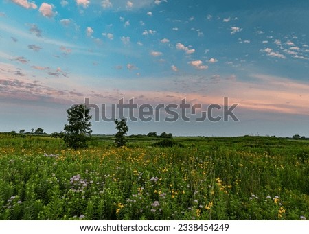 Sunrise light under lights the clouds in the opposite direction about a prairie filled with summer wildflowers like Monarda, Springbrook Prairie Forest Preserve, DuPage County, Illinois