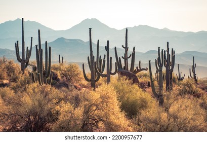 Sunrise In The Majestic McDowell Mountains In Scottsdale, AZ