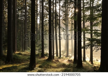 Sunrise in a misty coniferous forest.