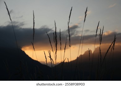 Sunrise in the mountains with golden clouds and dewy grass in the foreground. - Powered by Shutterstock