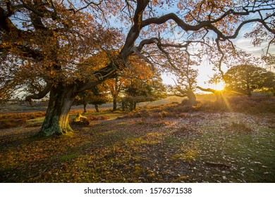 Sunrise In The New Forest