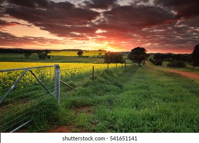 Sunrise on the farm in country NSW  Red skies, yellow canola and lush green dew covered grass. The landscape is alive with vivid colours during spring in the Central West NSW Australia