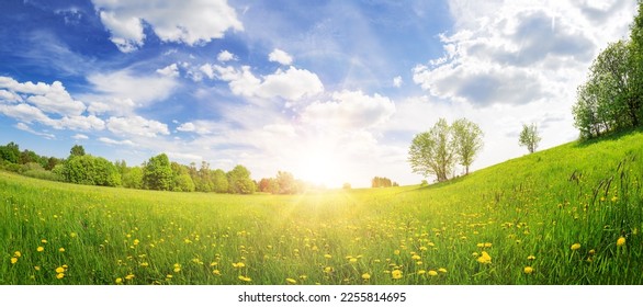 Sunrise on the field with blooming dandelions in natural park. - Powered by Shutterstock