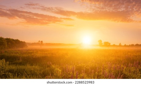 Sunrise on a field covered with flowering lupines in spring or early summer season with fog, cloudy sky and trees on a background in morning. Landscape. - Shutterstock ID 2288523983