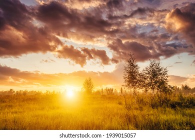 Sunrise on a field in summer season with fog, grass and young birch trees on a background in morning. Landscape.