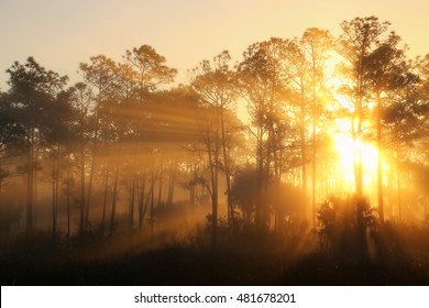 Sunrise on a foggy morning at Corkscrew Swamp Sanctuary in Florida - Powered by Shutterstock