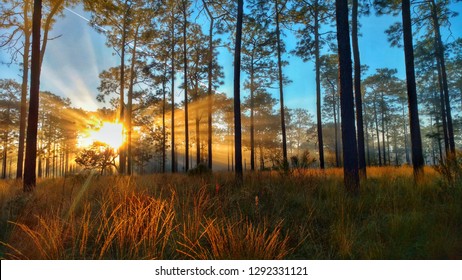 Sunrise On Longleaf Pine