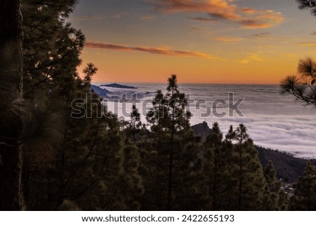 Sunrise on the mountain with sea of cloud and pine, an image tha
