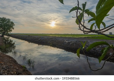 Sonnenaufgang auf einem Reisfeld. Reispflanzen sind noch sehr klein. Regen Sie Wolken am Himmel. Himmel reflektiert im Wasserversorgungskanal. Blätter eines Baumes, der im Vordergrund begraben ist. Landwirtschaftsfeld am Morgen