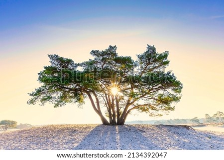 Sunrise on sand drift Soesterduinen in the Dutch province of Utrecht with rays of rising sun shining through tree crown of Scots pine, Pinus sylvestris, against a misty background