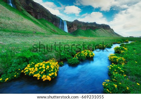Sunrise on Seljalandfoss waterfall on Seljalandsa river, Iceland, Europe. Yellow flowers around a blue stream