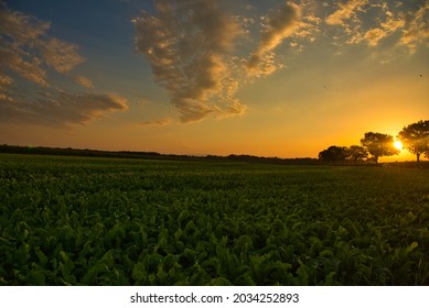 sunrise in the ortenau area in germany on a hot summer day - Shutterstock ID 2034252893