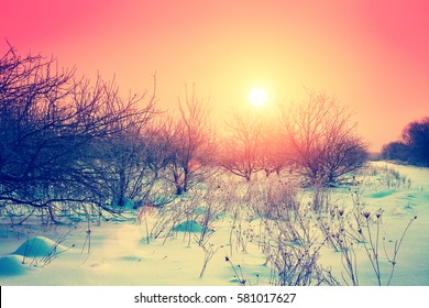 Sunrise Over Apple Orchard In Frosty Snowy Morning In Snowy Winter