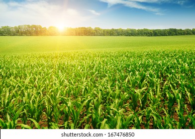 sunrise over the corn field